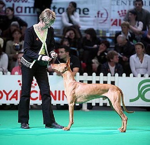 Anharbn Pharaoh Hound
