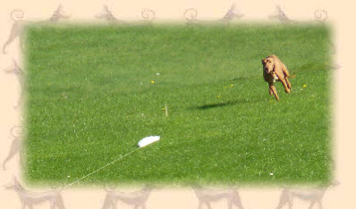 Cirneco lure coursing