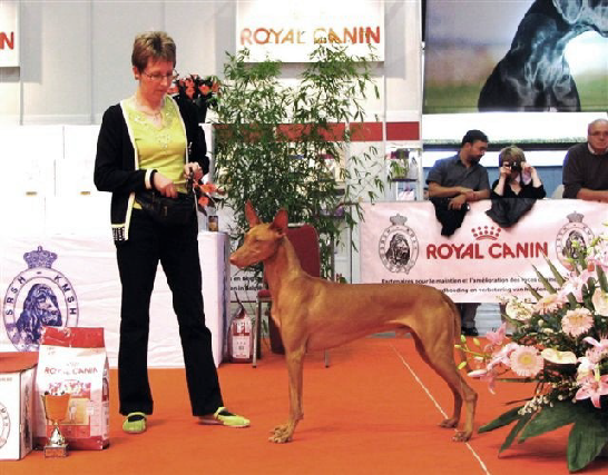 Cirneco dell Etna