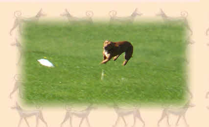 Anharbn Cirneco