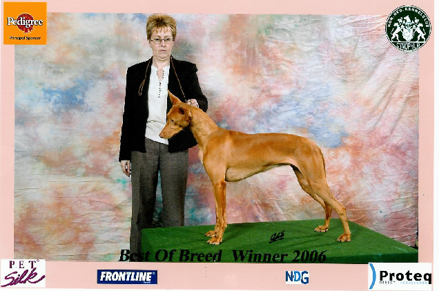 Anharbn Pharaoh Hound