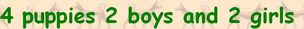 4 puppies 2 boys and 2 girls