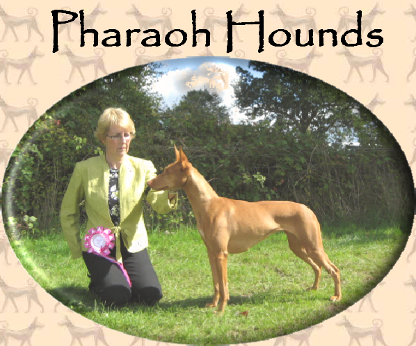 Pharaoh Hound