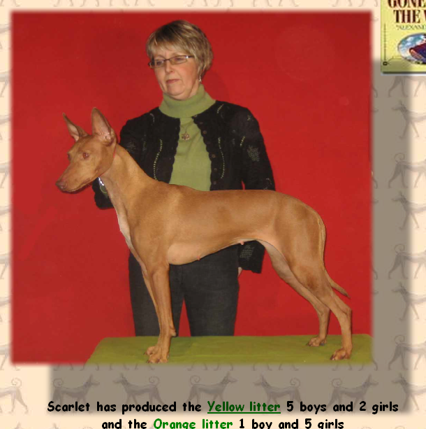 Scarlet Luxembourg Champion