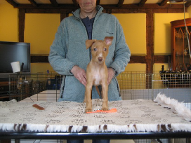 Cirneco dell Etna