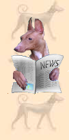 Cirneco dell'Etna - Cirneco News